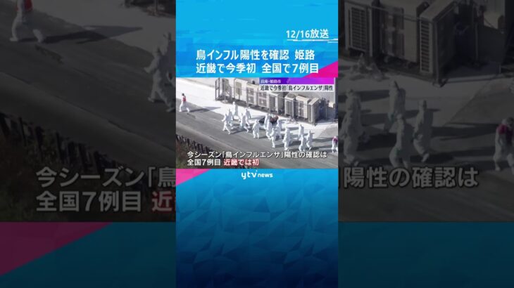 「死んだニワトリが増えている」近畿で今季初めて鳥インフル陽性確認　24万羽を殺処分　兵庫・姫路市　#shorts　#読売テレビニュース