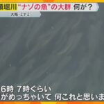 【異様】大阪・道頓堀川の水面を埋め尽くす“ナゾの魚”の大群　潮に乗ってエサを探しにやってきた？