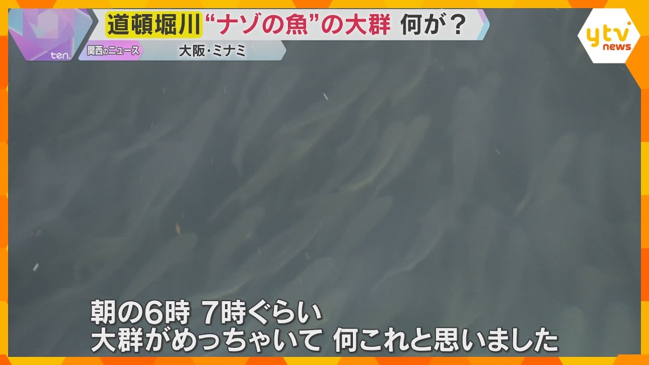 【異様】大阪・道頓堀川の水面を埋め尽くす“ナゾの魚”の大群　潮に乗ってエサを探しにやってきた？