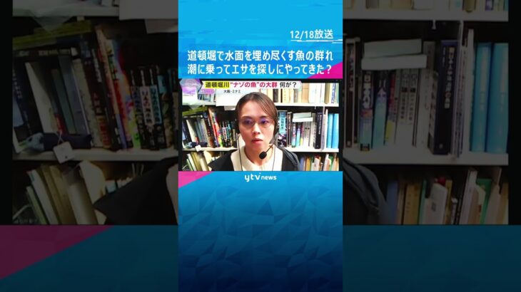 【異様】大阪・道頓堀川の水面を埋め尽くす“ナゾの魚”の大群　潮に乗ってエサを探しにやってきた？#shorts #読売テレビニュース