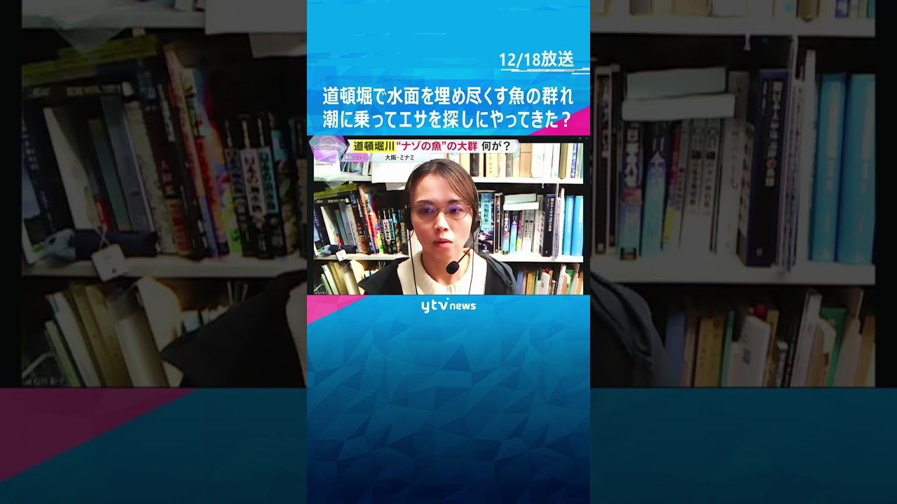 【異様】大阪・道頓堀川の水面を埋め尽くす“ナゾの魚”の大群　潮に乗ってエサを探しにやってきた？#shorts #読売テレビニュース