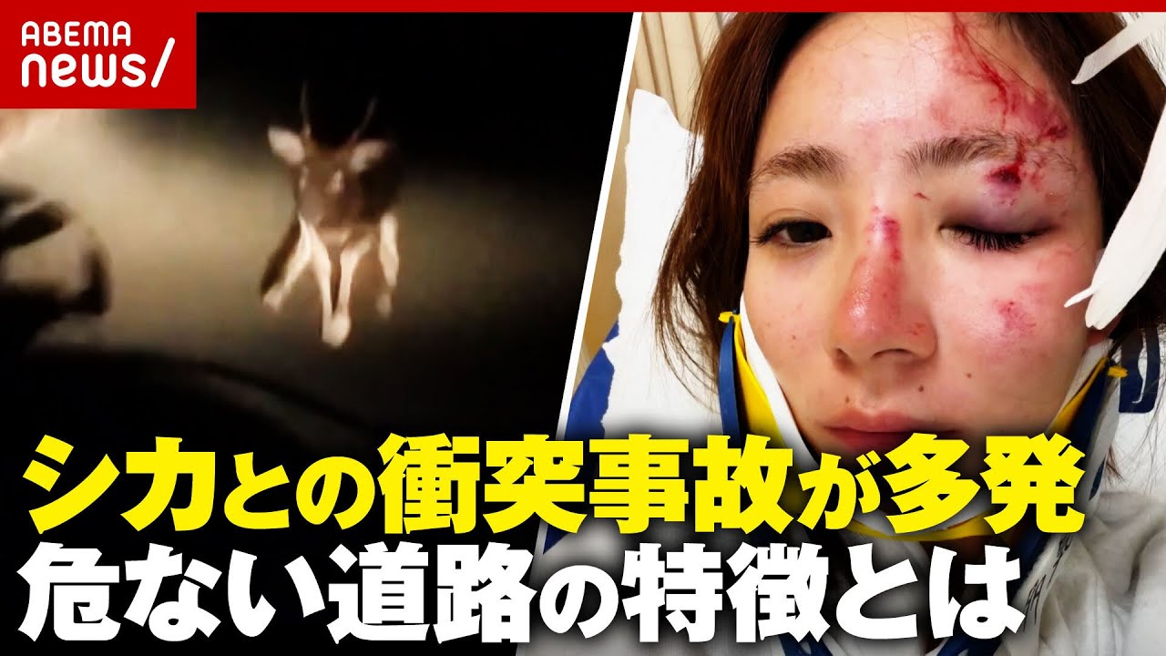 【ロードキル】シカが車激突…危ない道路は「見通し良いのにブレーキ痕…」大怪我負った女性「iPhoneに救われた」｜ABEMA的ニュースショー