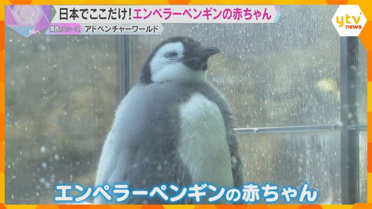 エンペラーペンギンの赤ちゃん　誕生100日祝いプレゼント　“親鳥”の飼育員「喜びを感じています」