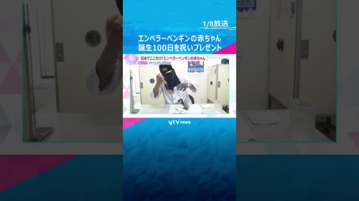 エンペラーペンギンの赤ちゃん　誕生100日祝いプレゼント　“親鳥”の飼育員「喜びを感じています」　#shorts　#読売テレビニュース