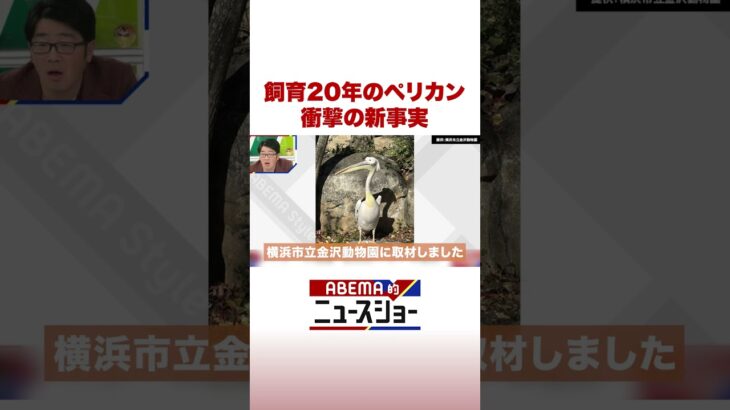 飼育20年のペリカン 衝撃の新事実 #ABEMA的ニュースショー #Shorts