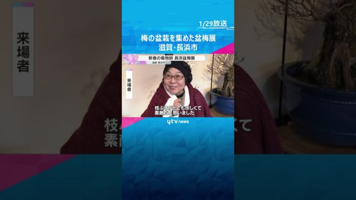【新春の風物詩】梅の盆栽を集めた盆梅展　樹齢250年といわれる八重咲きの紅梅も　滋賀・長浜市　#shorts　#読売テレビニュース