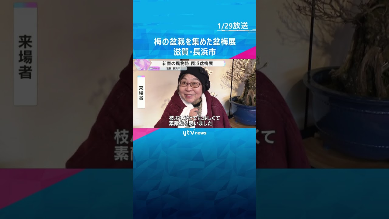 【新春の風物詩】梅の盆栽を集めた盆梅展　樹齢250年といわれる八重咲きの紅梅も　滋賀・長浜市　#shorts　#読売テレビニュース