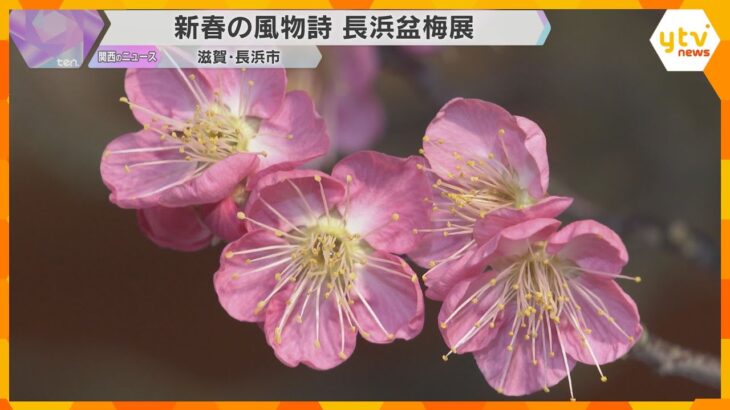 【新春の風物詩】梅の盆栽を集めた盆梅展　樹齢250年といわれる八重咲きの紅梅も　滋賀・長浜市