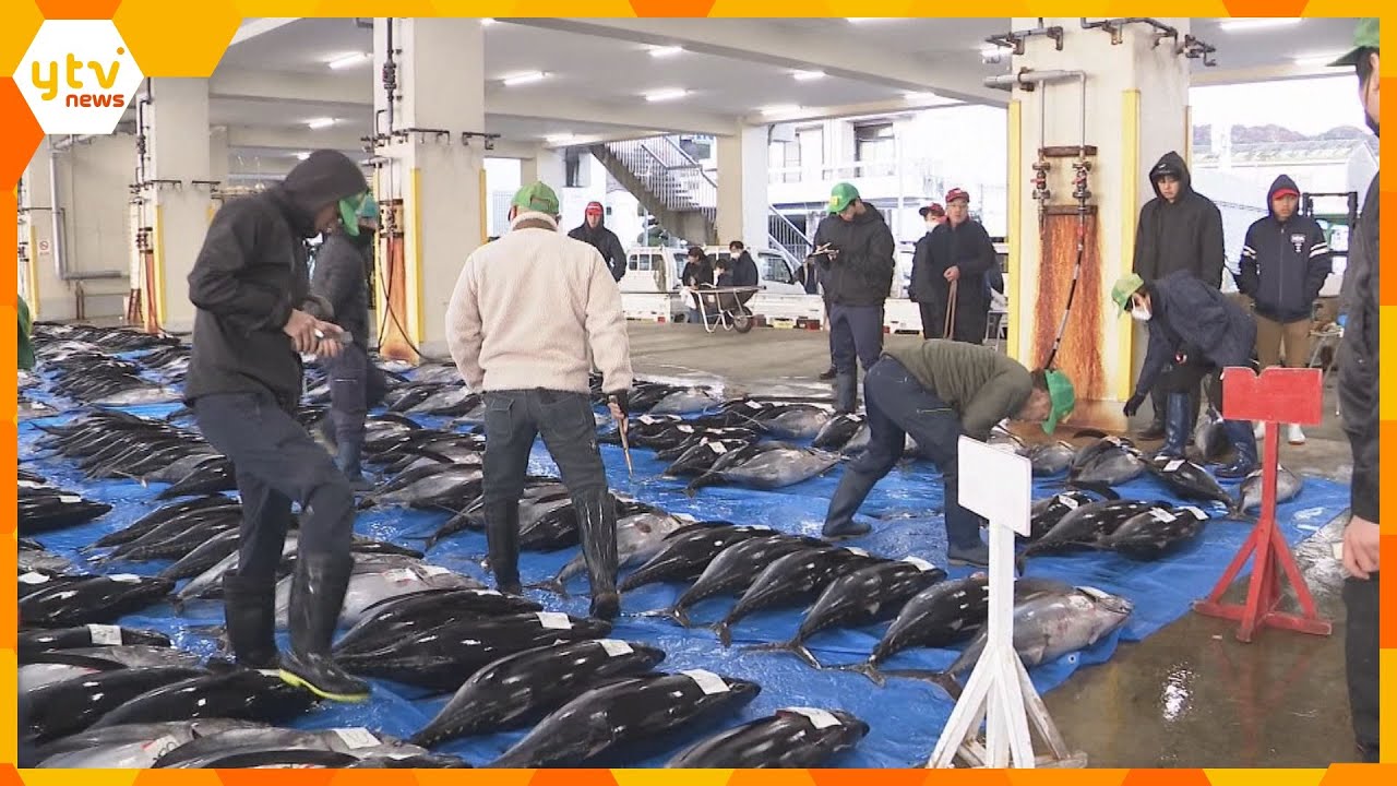 新春恒例初セリ　生マグロ水揚げ日本一の和歌山・勝浦漁港「例年より少なめも、鮮度の良い魚全国に」