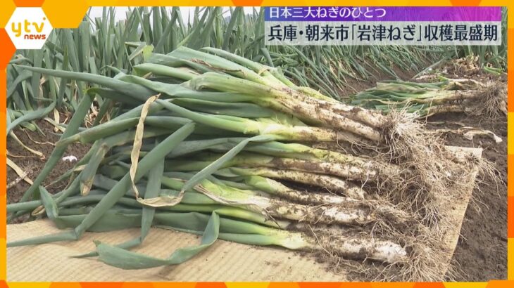 寒さが厳しくなると甘さ・柔らかさが増す「岩津ねぎ」収穫最盛期　日本三大ねぎのひとつ　兵庫・朝来市