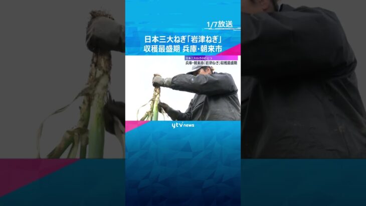 寒さが厳しくなると甘さ・柔らかさが増す「岩津ねぎ」収穫最盛期　日本三大ねぎのひとつ　兵庫・朝来市　#shorts　#読売テレビニュース
