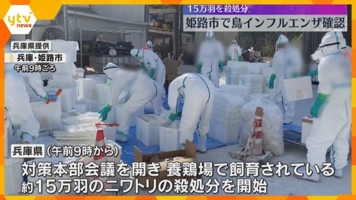 「通常より多くのニワトリが死んでいる」兵庫県で今季2例目の鳥インフル　約15万羽を殺処分　姫路市
