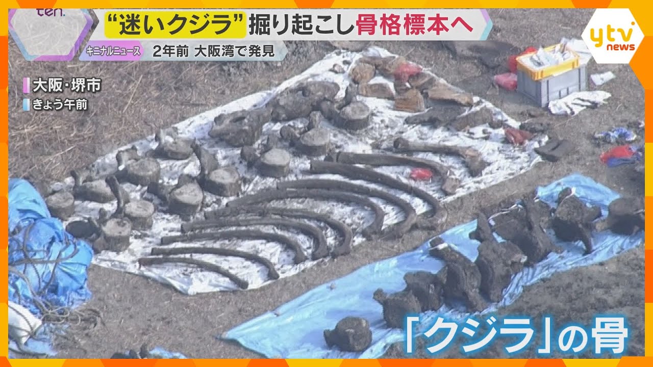 大阪湾の“迷いクジラ” 地中から掘り起こして骨格標本へ 約3年かけて組み立て大阪の博物館で展示へ