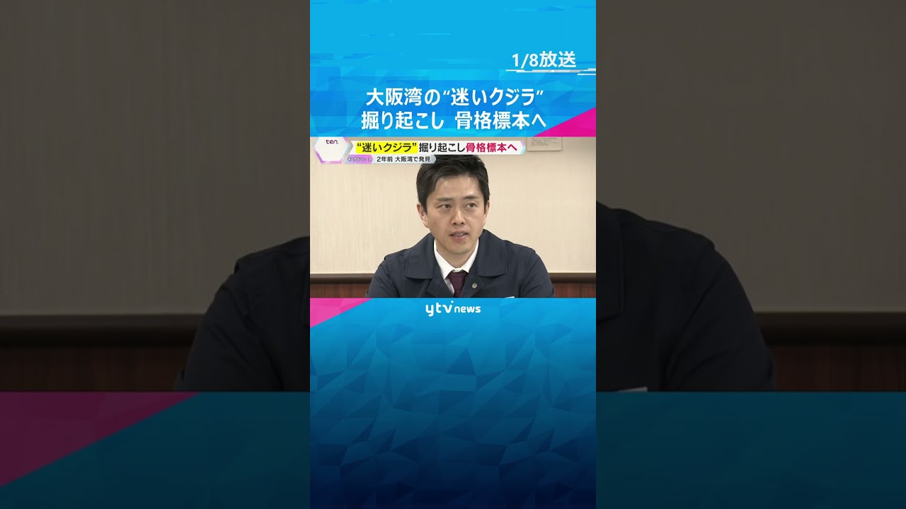 大阪湾の“迷いクジラ” 地中から掘り起こして骨格標本へ 約3年かけて組み立て大阪の博物館で展示へ #shorts #読売テレビニュース