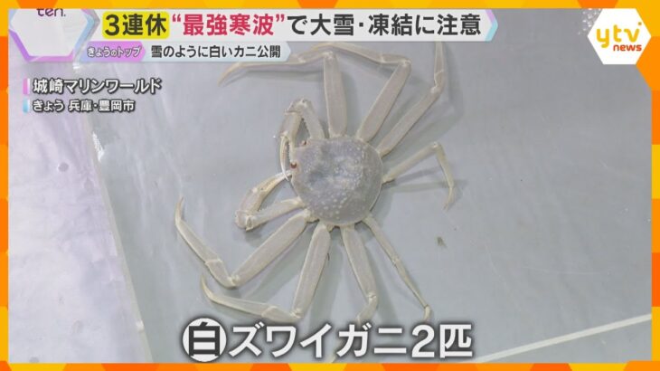 さむ～い日に食べたいズワイガニ 「食べるのもったいない」珍しい白い個体を公開　城崎マリンワールド