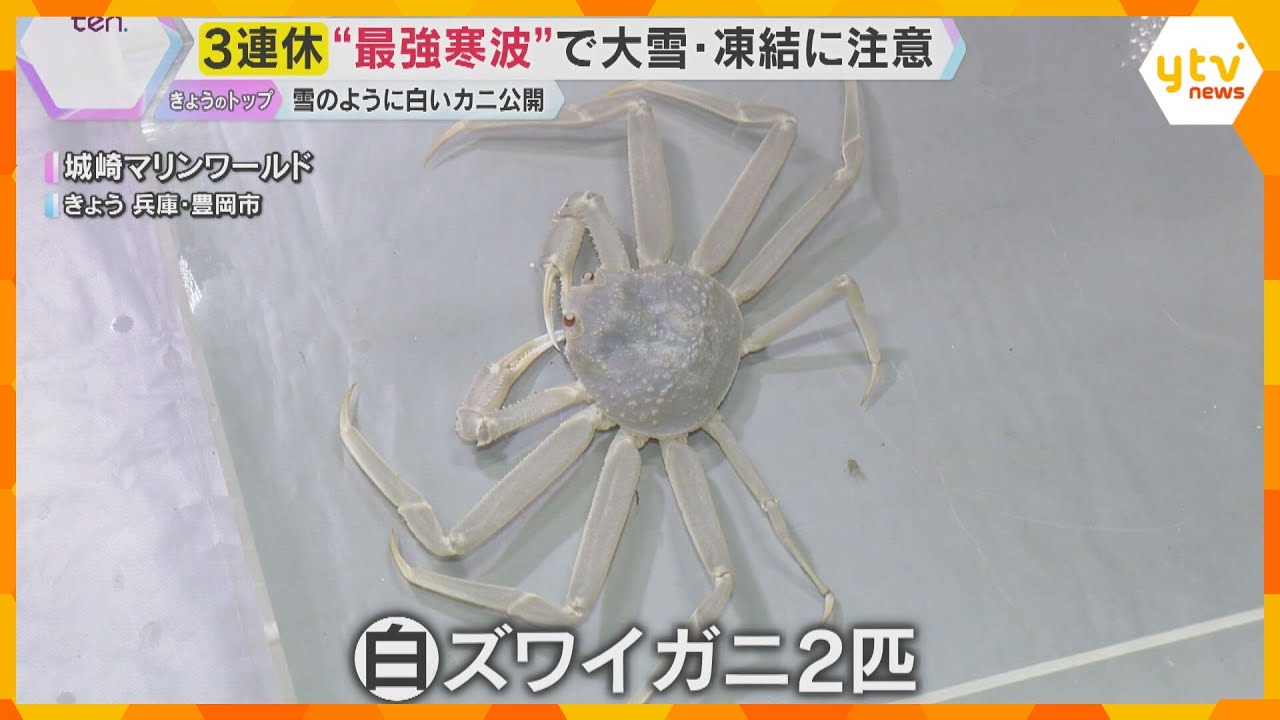 さむ～い日に食べたいズワイガニ 「食べるのもったいない」珍しい白い個体を公開　城崎マリンワールド