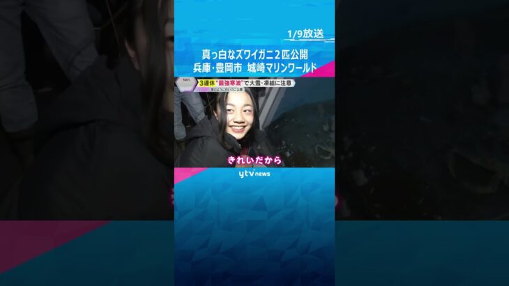 さむ～い日に食べたいズワイガニ 「食べるのもったいない」珍しい白い個体を公開　城崎マリンワールド　#shorts #読売テレビニュース