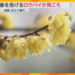 春の訪れ告げる「ロウバイ」　ろう細工のような光沢の黄色い花見ごろで甘い香り漂う　滋賀・近江八幡市