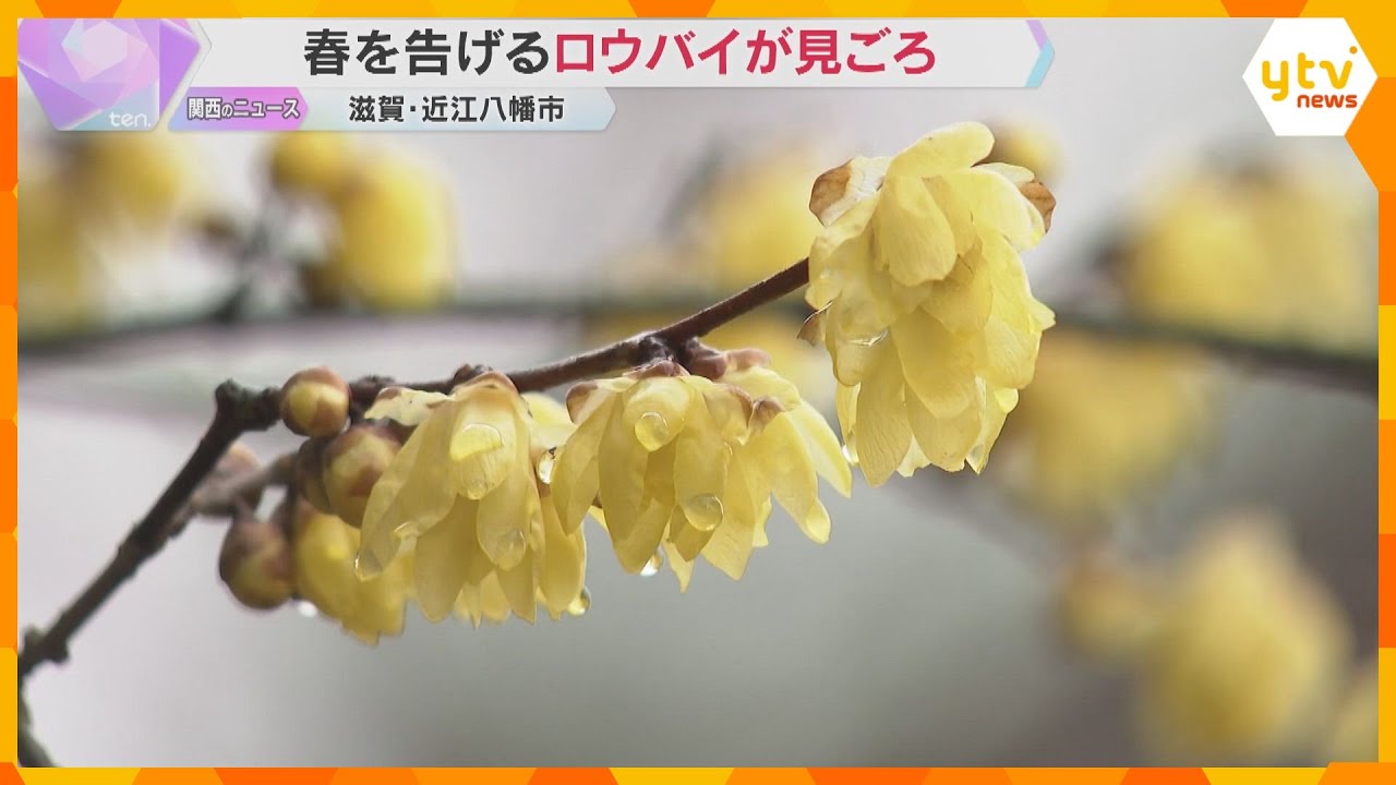 春の訪れ告げる「ロウバイ」　ろう細工のような光沢の黄色い花見ごろで甘い香り漂う　滋賀・近江八幡市