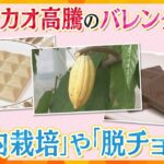 【カカオ高騰】バレンタインに変化 「国内栽培」や「脱チョコ」も【かんさい情報ネット ten.特集】