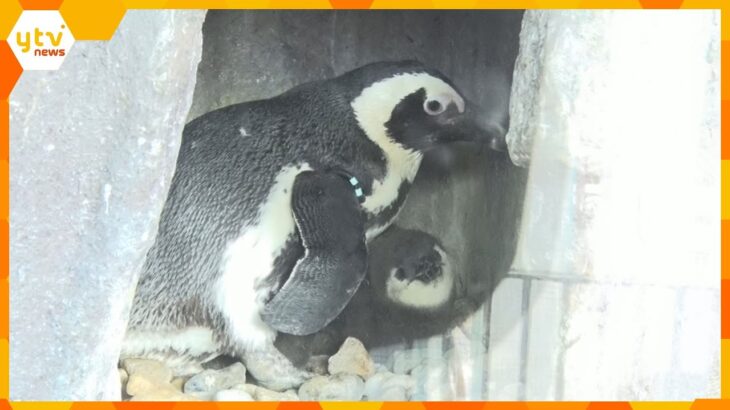 【まもなく見納め】フワフワなケープペンギンの赤ちゃん　生後２・３ヶ月限定の愛くるしい貴重な姿　京都水族館