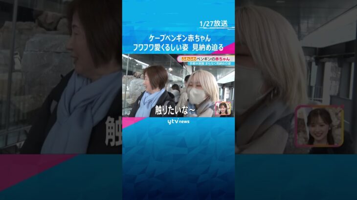 【まもなく見納め】フワフワなケープペンギンの赤ちゃん　2～3ヶ月限定の愛くるしい姿　京都水族館　#shorts #読売テレビニュース