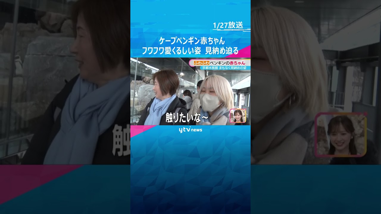 【まもなく見納め】フワフワなケープペンギンの赤ちゃん　2～3ヶ月限定の愛くるしい姿　京都水族館　#shorts #読売テレビニュース