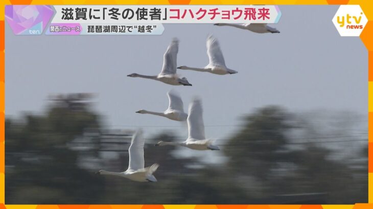 「冬の使者」コハクチョウ飛来　琵琶湖周辺で“越冬”500羽超　優雅に羽ばたく姿も　滋賀・長浜市