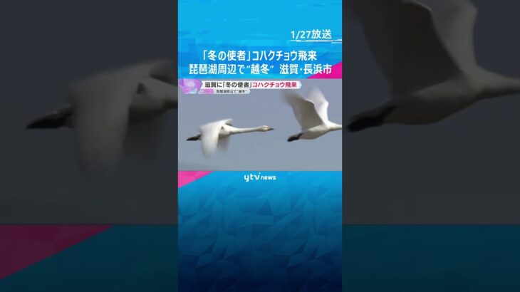 「冬の使者」コハクチョウ飛来　琵琶湖周辺で“越冬”500羽超　優雅に羽ばたく姿も　滋賀・長浜市#shorts #読売テレビニュース