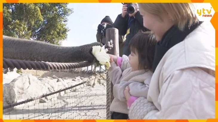 鼻を使って豪快に！　節分を前にアフリカゾウに「特性恵方巻」をプレゼント　アドベンチャーワールド　