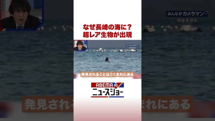 なぜ長崎の海に？ 超レア生物が出現 #ABEMA的ニュースショー #Shorts
