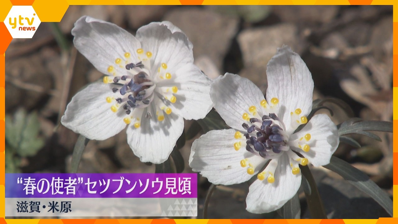 春の使者「セツブンソウ」見頃　3月上旬まで「準絶滅危惧種」にも指定され保護の対象に　滋賀・米原市