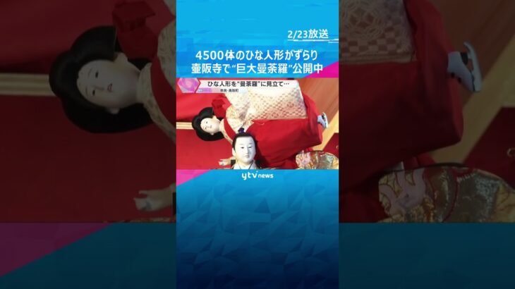 約4500体がずらり！全国から奉納された雛人形を曼荼羅のように飾る「大雛曼荼羅」 奈良・壷阪寺　#shorts #読売テレビニュース