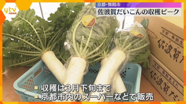 煮物やだいこんおろしに…京の伝統野菜「佐波賀だいこん」収穫がピーク　京都・舞鶴市　　　