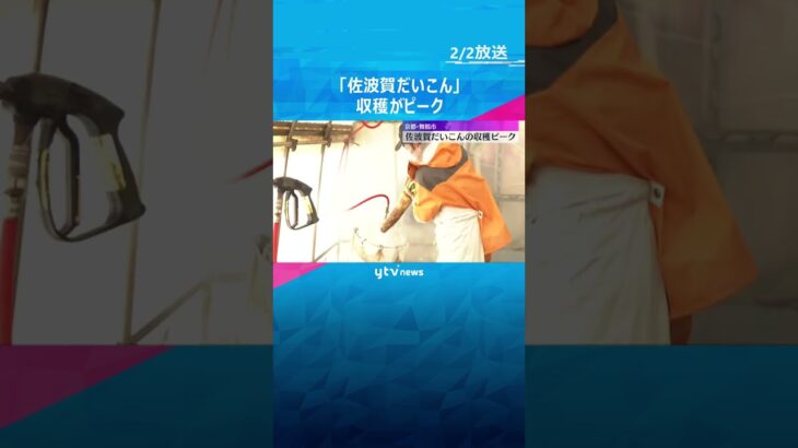 煮物やだいこんおろしに…京の伝統野菜「佐波賀だいこん」収穫がピーク　京都・舞鶴市　#shorts #読売テレビニュース