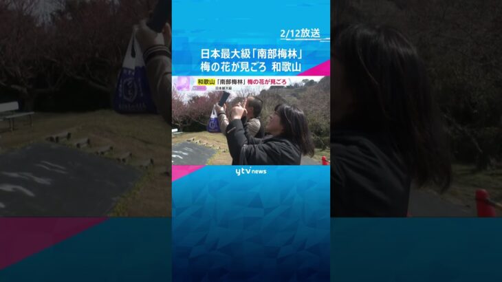 「目も心も鼻も喜んでいます」日本最大級の南部梅林で梅の花見ごろ　例年より約1週間早く開花　和歌山　 #shorts　#読売テレビニュース