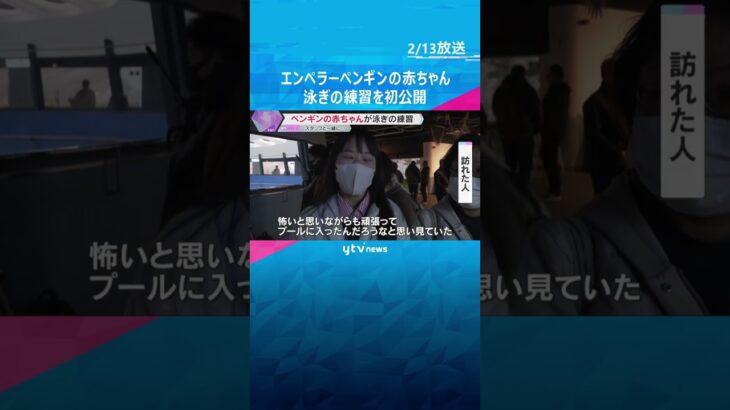 エンペラーペンギンの赤ちゃん　泳ぎの練習を初公開　白浜・アドベンチャーワールドのスタッフと一緒に　#shorts　#読売テレビニュース