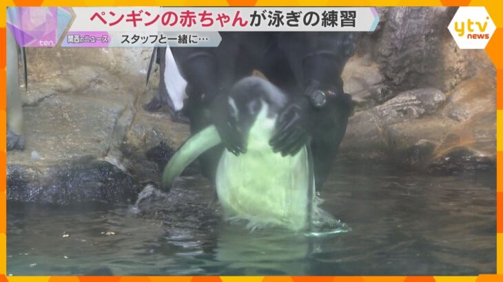 エンペラーペンギンの赤ちゃん　泳ぎの練習を初公開　白浜・アドベンチャーワールドのスタッフと一緒に