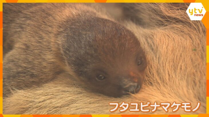 「貴重な親子の姿を温かく見守ってほしい」　ナマケモノの赤ちゃんが一般公開　兵庫・神戸どうぶつ王国