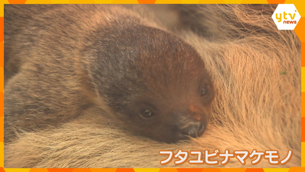 「貴重な親子の姿を温かく見守ってほしい」　ナマケモノの赤ちゃんが一般公開　兵庫・神戸どうぶつ王国