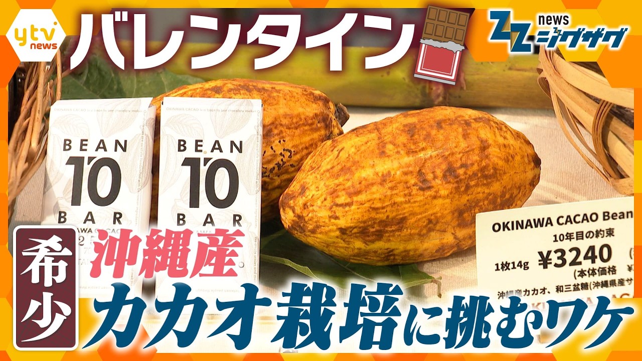 【バレンタイン】なぜ“国産カカオ”？沖縄のチョコレートメーカーがカカオの栽培に挑むワケ【ニュース ジグザグ】