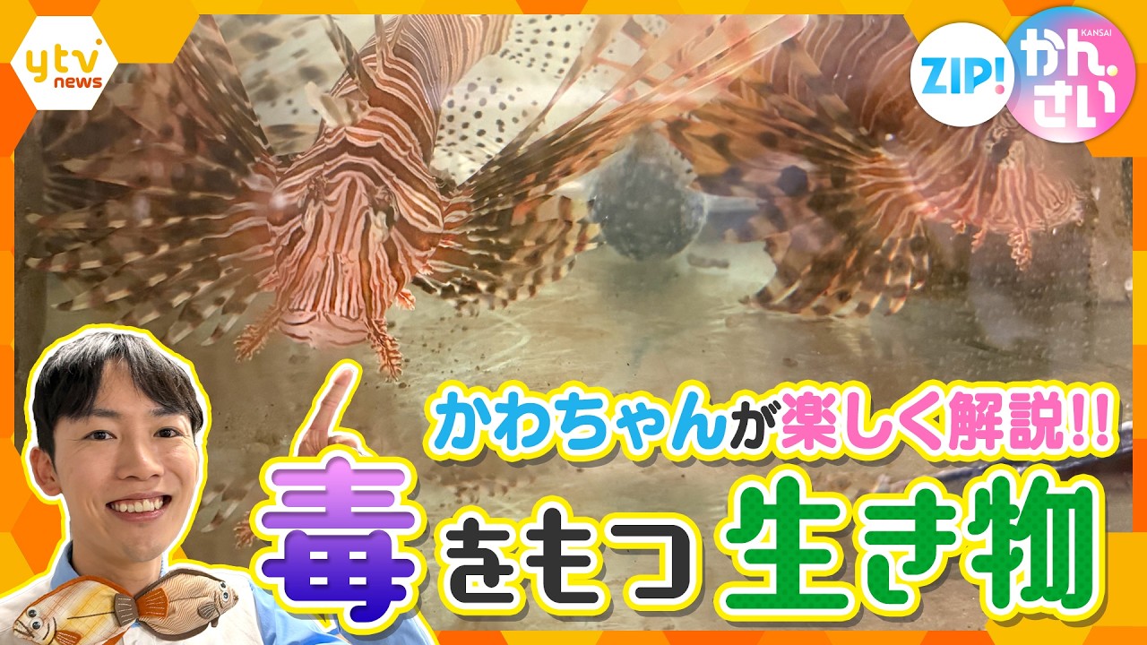 かわちゃんが楽しく解説！大阪・ニフレルの最新ゾーン「どくにふれる」の生き物たちを先行紹介！【ZIP!かんさい】