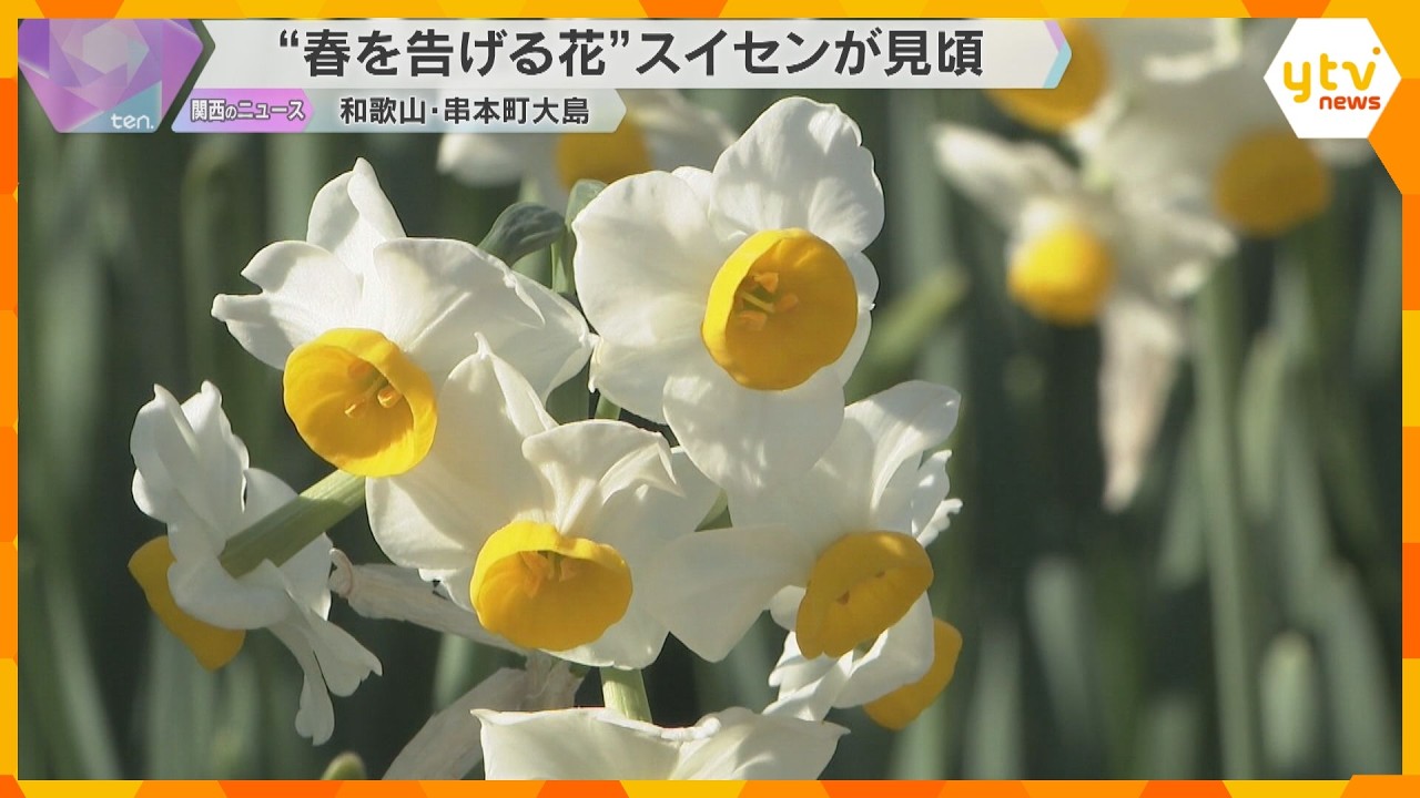 “春を告げる花”スイセン見ごろ　美しい白い花優しい香りが訪れた人楽しませる　和歌山県・串本町大島