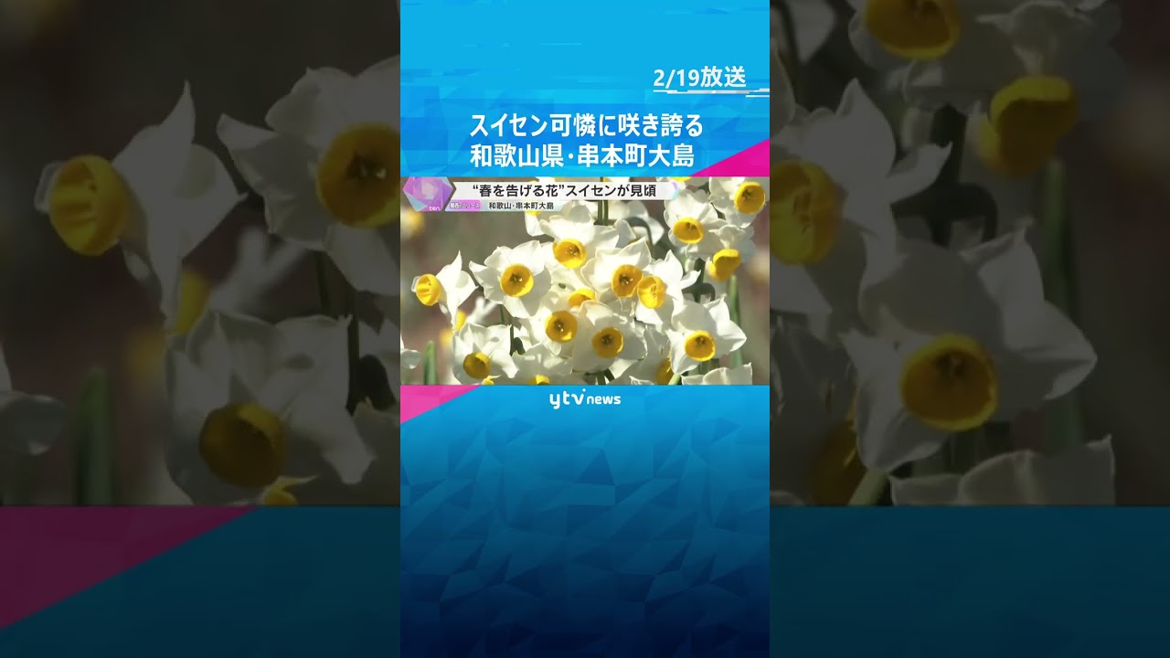 “春を告げる花”スイセン見ごろ　美しい白い花優しい香りが訪れた人楽しませる　和歌山県・串本町大島　#shorts #読売テレビニュース