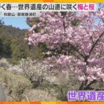 梅と早咲き河津桜が今見ごろ　熊野那智大社から青岸渡寺へ続く山道が春色に染まる　和歌山・那智勝浦町