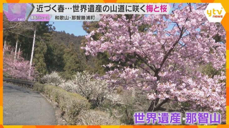 梅と早咲き河津桜が今見ごろ　熊野那智大社から青岸渡寺へ続く山道が春色に染まる　和歌山・那智勝浦町