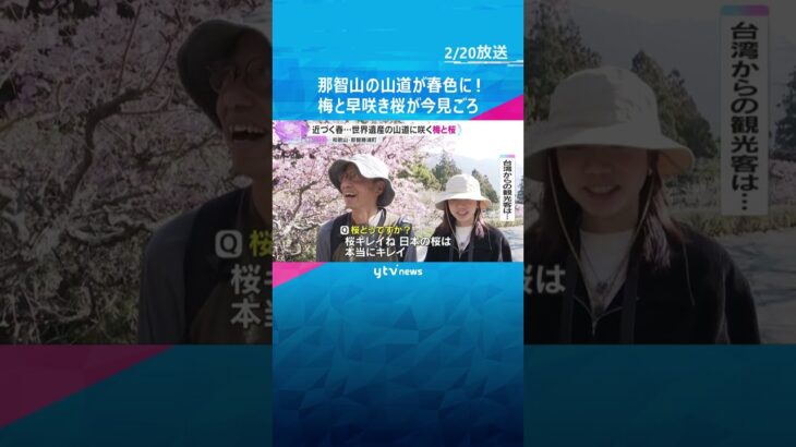 梅と早咲き河津桜が今見ごろ　熊野那智大社から青岸渡寺へ続く山道が春色に染まる　和歌山・那智勝浦町　#shorts #読売テレビニュース