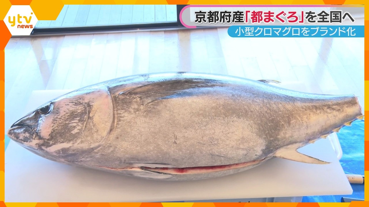 「一切れで赤身のおいしさ＆中トロのような脂感」京都府産の『都まぐろ』をブランド化しPR
