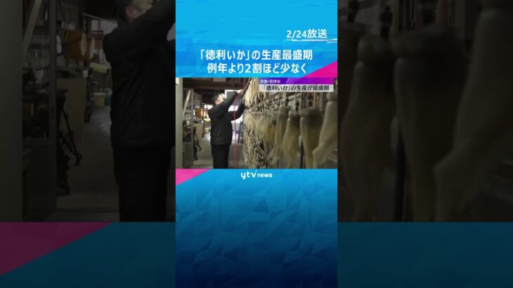 味わい深い熱燗に…「徳利いか」の生産最盛期　スルメイカの漁獲量が減り例年より約2割少なくなる予定　#shorts　#読売テレビニュース
