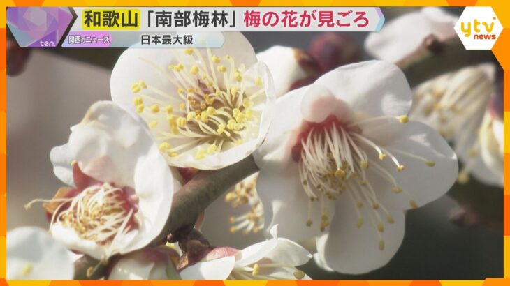 「目も心も鼻も喜んでいます」日本最大級の南部梅林で梅の花見ごろ　例年より約1週間早く開花　和歌山